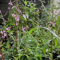 Verbena officinalis 'Brampton'