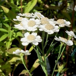 Achillea 'Aunt Stienje'