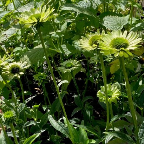 Echinacea 'Green Jewel'