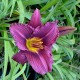 Hemerocallis 'Little Grapette'