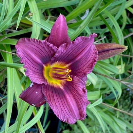 Hemerocallis 'Little Grapette'