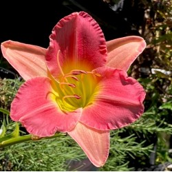 Hemerocallis 'Final touch'