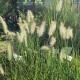 Pennisetum alopecuroides 'Hameln'