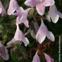 Abelia 'Pinky Bells'