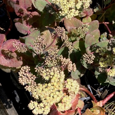 Sedum telephium ssp ruprechtii 'Hab Grey'