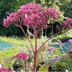 Sedum 'Mr Goodbud'