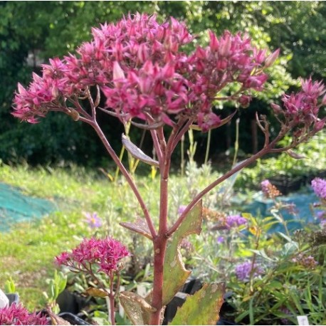 Sedum 'Mr Goodbud'