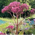 Sedum 'Mr Goodbud'