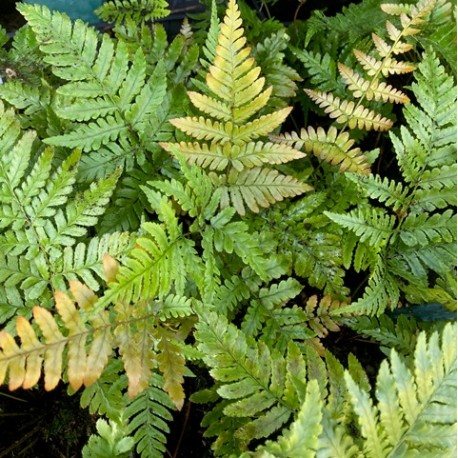 Dryopteris erythrosora