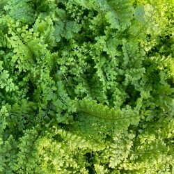 Polystichum plumosum 'densum'