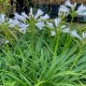 Agapanthus 'Pitchoune White'