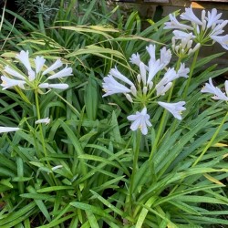 Agapanthus 'Pitchoune White'