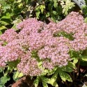 Sedum 'Pure Joy'