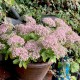 Sedum 'Pure Joy'