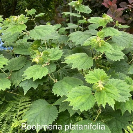 Boehmeria platanifolia