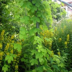 Humulus lupulus 'Aureus'