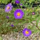 Aster novi belgii 'Schone von Dietlikon'