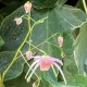 Epimedium grandiflorum  'Pretty in pink'