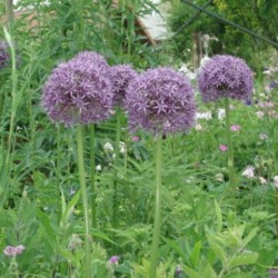 Allium 'Gladiator'