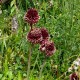 Allium amethystinum 'Red Mohican'