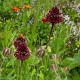 Allium amethystinum 'Red Mohican'