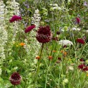 Allium amethystinum 'Red Mohican'