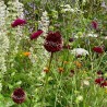 Allium amethystinum 'Red Mohican'