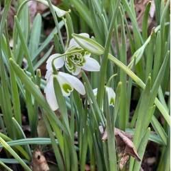 Galanthus nivalis  'Hippolyta'