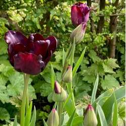 Tulipa ' Queen of night'