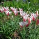 Tulipa clusiana 'Lady Jane'