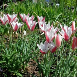 Tulipa clusiana 'Lady Jane'