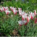 Tulipa clusiana 'Lady Jane'