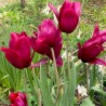 Tulipa 'Couleur Cardinal'