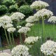 Allium nigrum