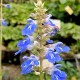 Salvia uliginosa 'Ballon Azul'