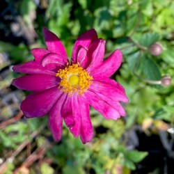 Anemone hupehensis var. japonica 'rubra plena'