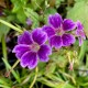 Geranium nodosum 'Clos du Coudray'