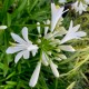 Agapanthus 'Pitchoune White'