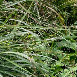 Sporobolus heterolepis 'Cloud'