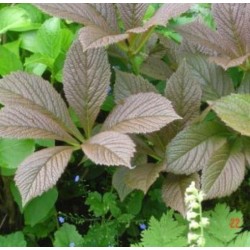 Rodgersia pinnata 'Elegans'