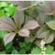 Rodgersia aesculifolia 'Die Stölze'