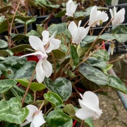 Cyclamen hederifolium 'album'