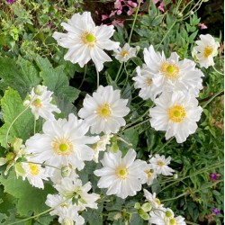 Anemone x.hybrida 'Whirlwind'