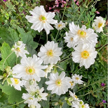 Anemone x.hybrida 'Whirlwind'