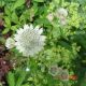 Astrantia major 'Sunningdale Variegated'