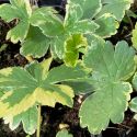 Astrantia major 'Sunningdale Variegated'