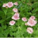 Astrantia major 'Roma' ®