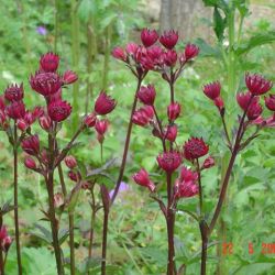 Astrantia major 'Ruby Wedding'