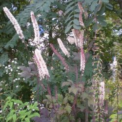 Actaea 'Pink Spike'