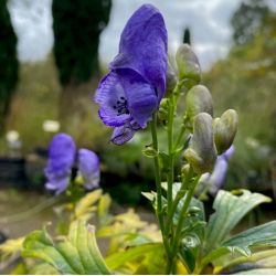 Aconitum x 'Blue Lagoon'